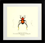 Copturus Eximius