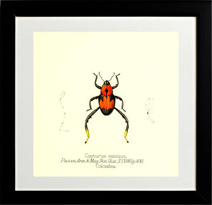 Copturus Eximius