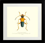 Pachyteria Hugeli