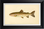 The Steelhead Trout (Adult Male) Salmo-Rivularis