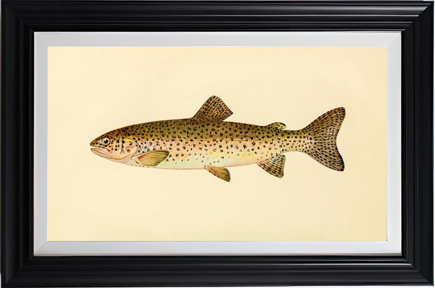 The Steelhead Trout (Adult Male) Salmo-Rivularis