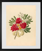 Schotia Speciosa (Schotia Affra)