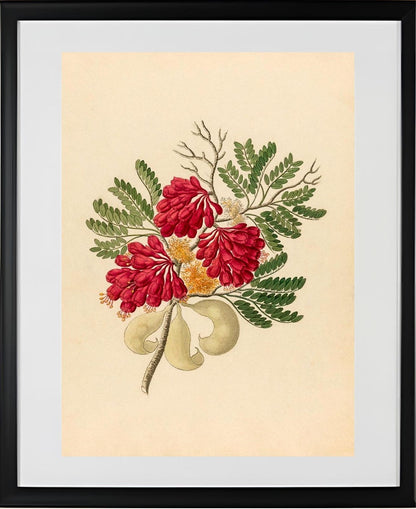 Schotia Speciosa (Schotia Affra)