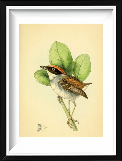 Rufous Crowned Flatbill Male