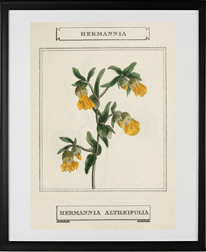 Hermannia