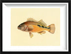 Gerranus Tankervillae