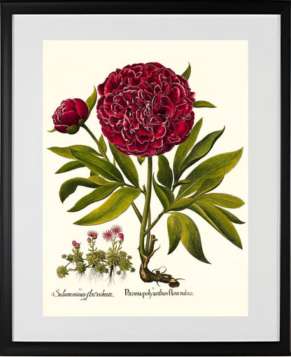Red double-flowered peony, Mountain sempervivum
