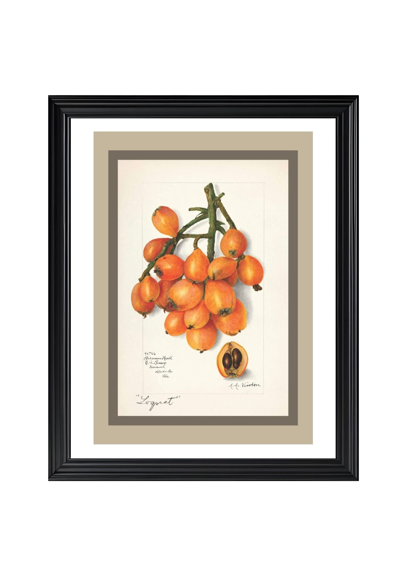 Loquats Eriobotrya Japonica