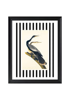 Black Bellied Darter