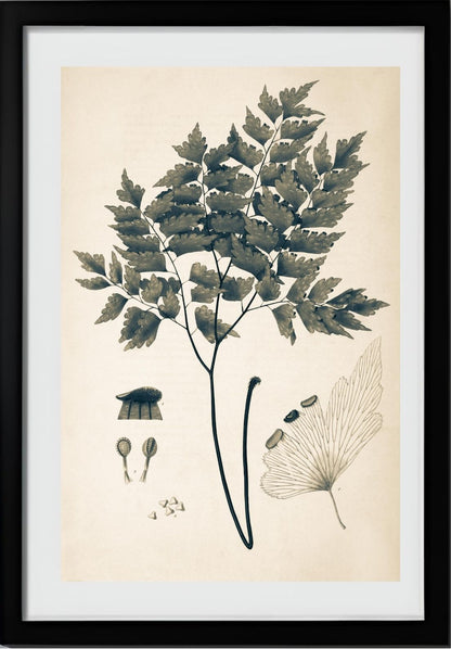 Adiantum Pentadactylon