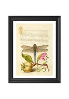 Dragonfly, Pear, Carnation, and Insect
