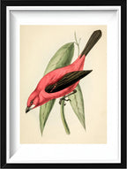 Crimson Tanager