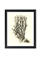Caryophyllia antophyllum
