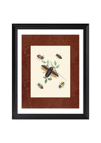 Beetles 3