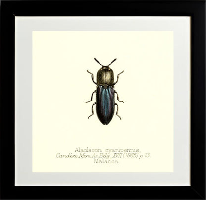 Alaolacon Cyanipennis