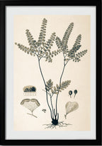 Adiantum Amoenum
