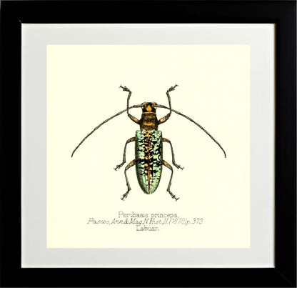 Peribasis Princeps