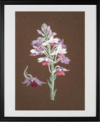 Calanthe Dominii