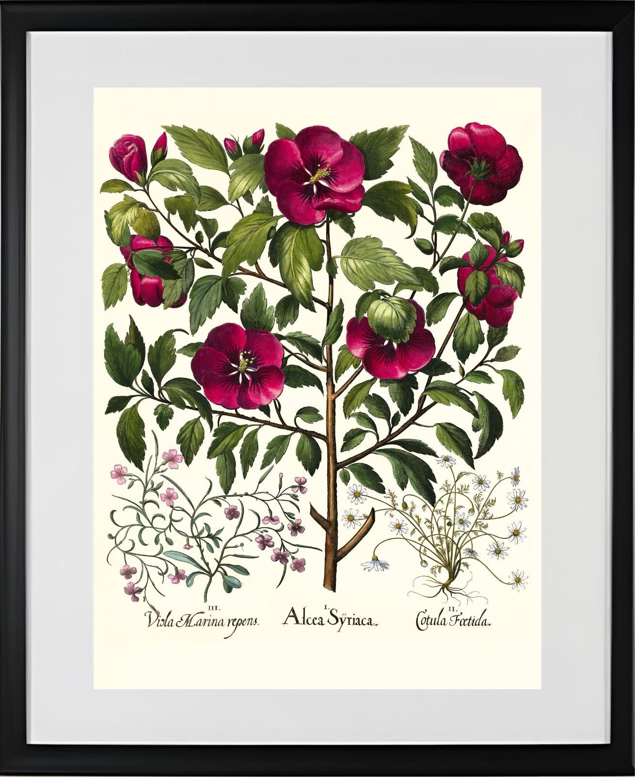 Rose of Sharon, Stinking chamomile, Malcolm stock 2