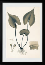 Lindsaea Sagittata