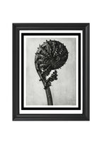 Struthiopteris Germanica (German Ostrich Fern Frond)