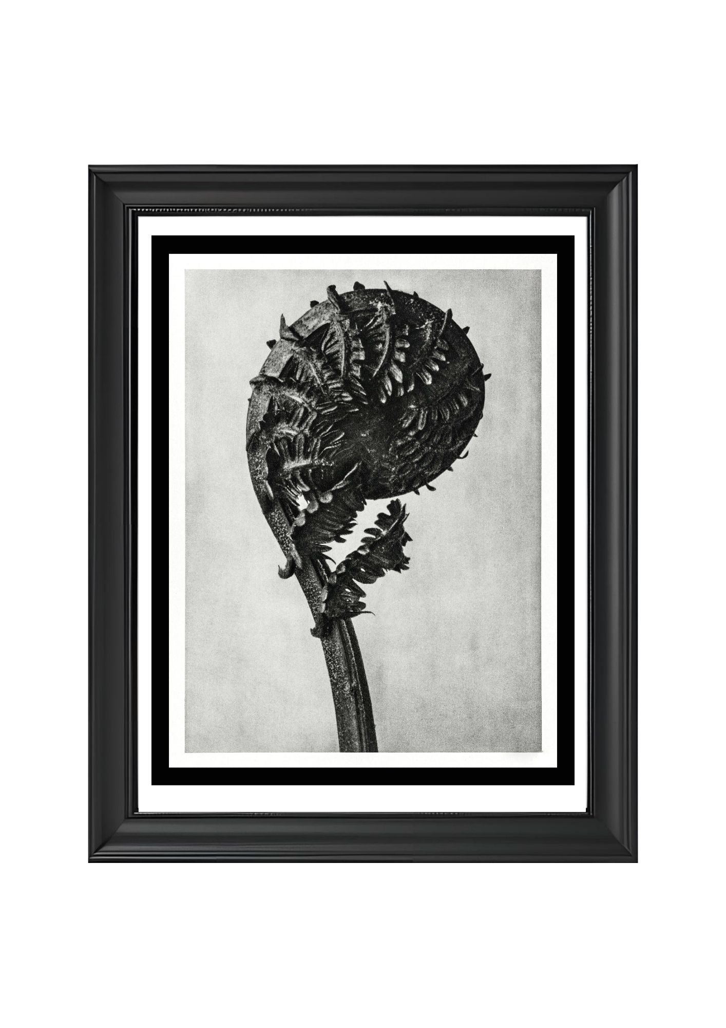 Struthiopteris Germanica (German Ostrich Fern Frond)