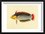 Labrus Formosus