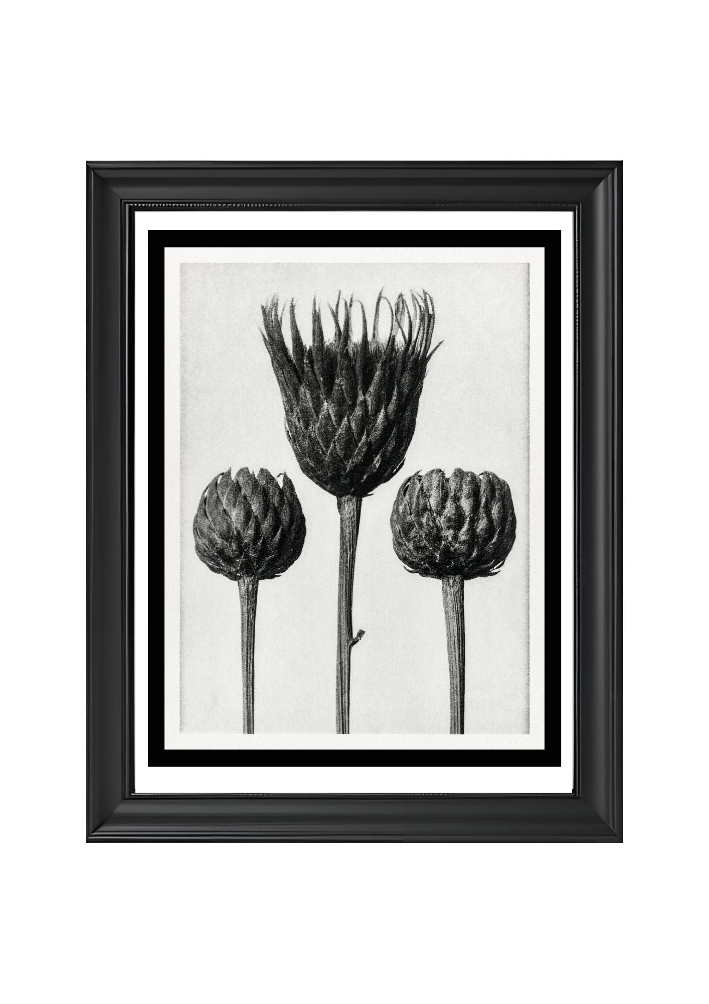 Serratula Nudicaulis (Bare Stemmed Common Saw Wort)