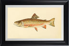 The Brook Trout (Adult Male) Salvelinus-Fontinalis (early fall coloration)