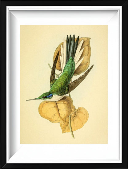 Violet Eared Hummingbird