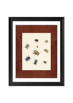 Beetles 1