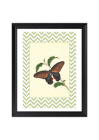 Papilio Laomedon