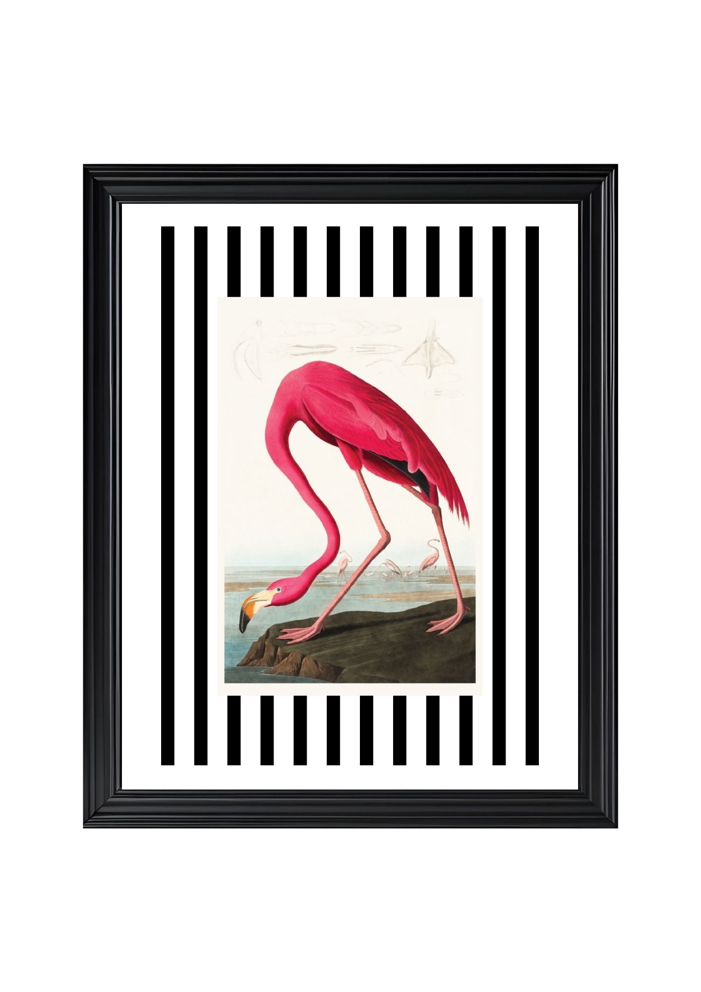 American Flamingo