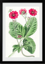 Russell's Potentilla