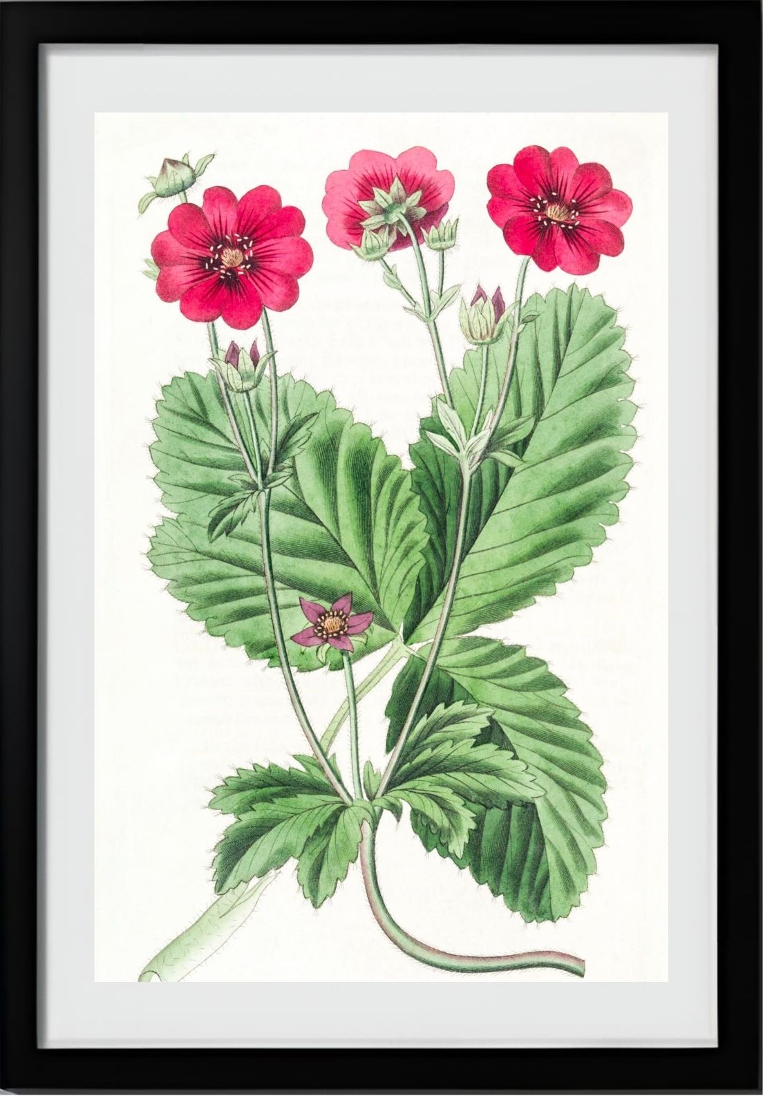 Russell's Potentilla