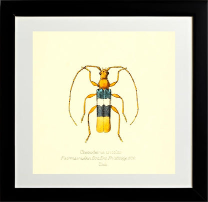 Chenoderus Tricolor