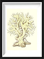 Millepora alicornis