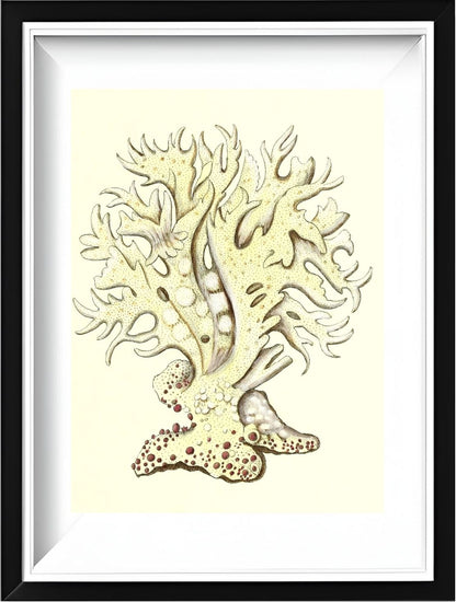 Millepora alicornis