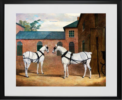 Grey Carriage Horses in the Coachyard at Putteridge Bury