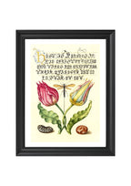 Gesner’sTulip, Ichneumon Fly, Kidney Bean, and Scarlet Runner Bean