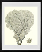 Gorgonia flabellum