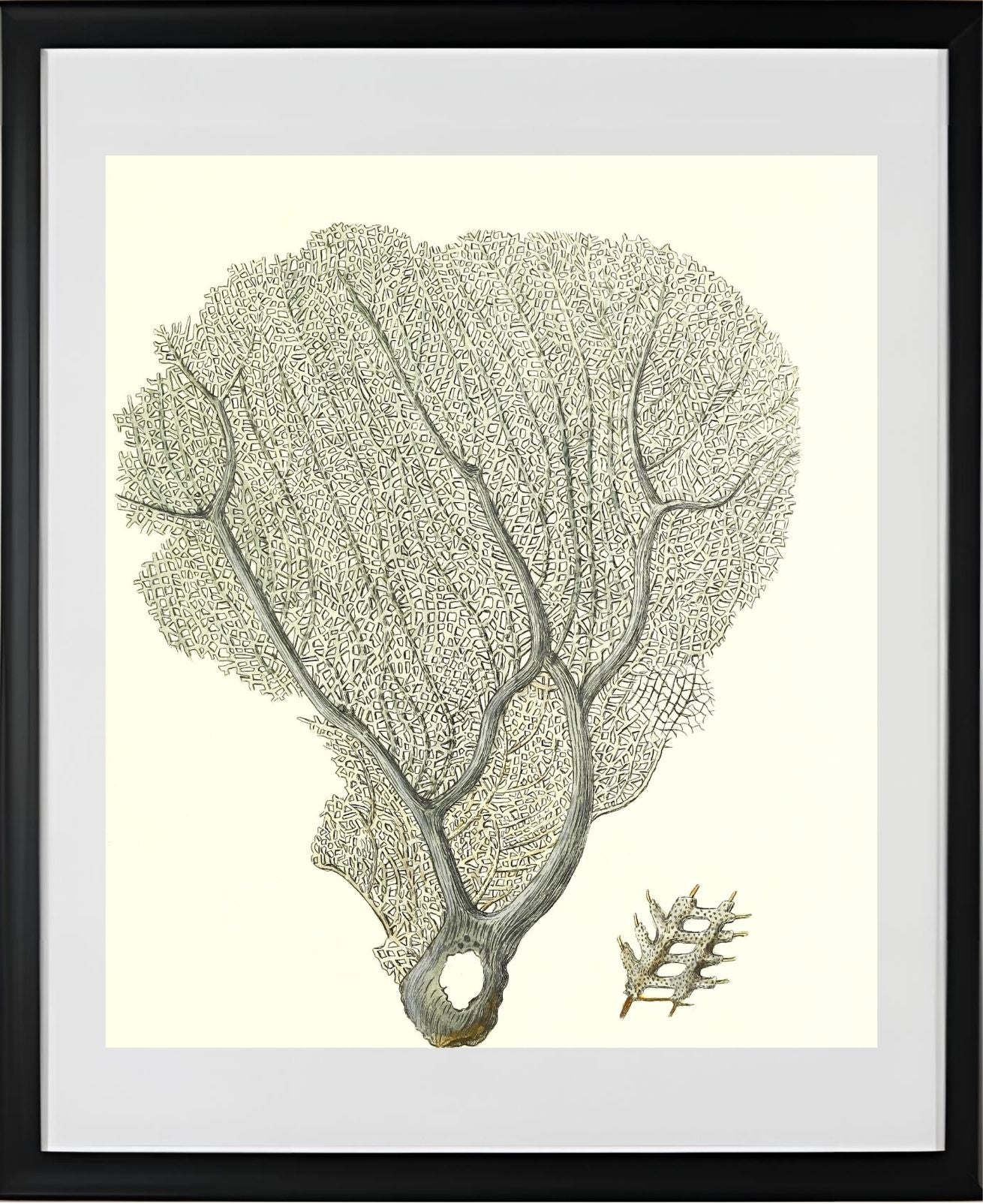 Gorgonia flabellum