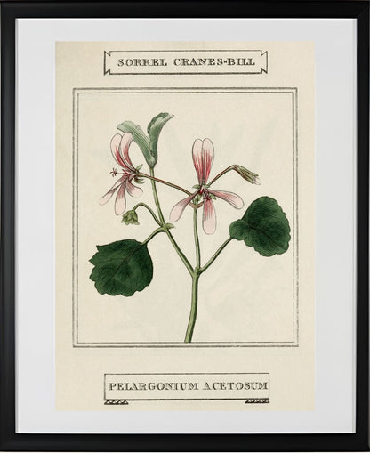 Sorrel Cranes-Bill
