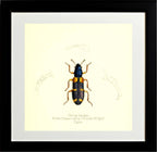 Clerus Lepidus