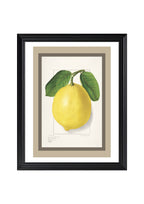 Lemon Citrus