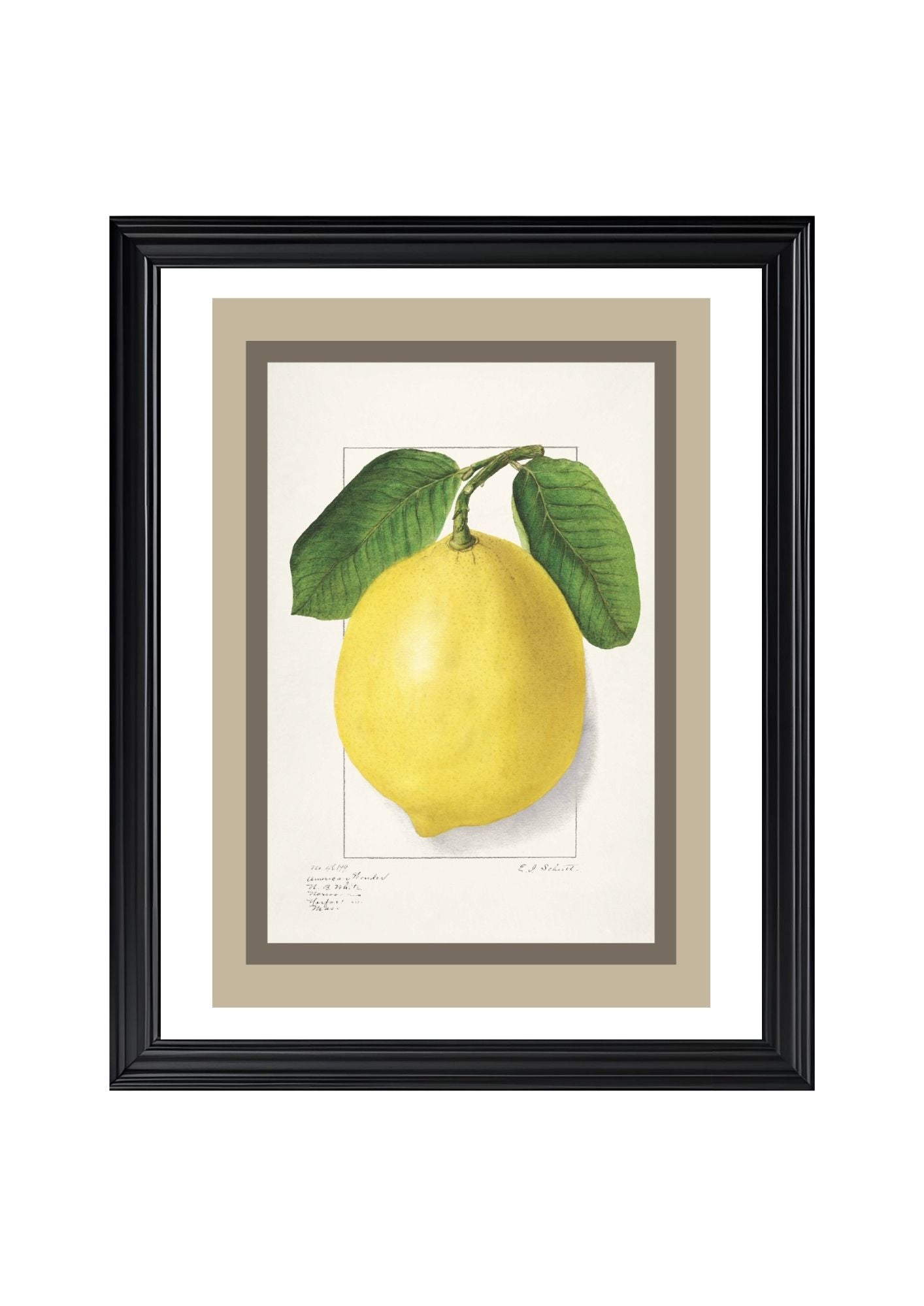 Lemon Citrus