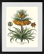 Two-tiered crown imperial fritillary with open flower