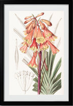 Rough-edged Blandfordia