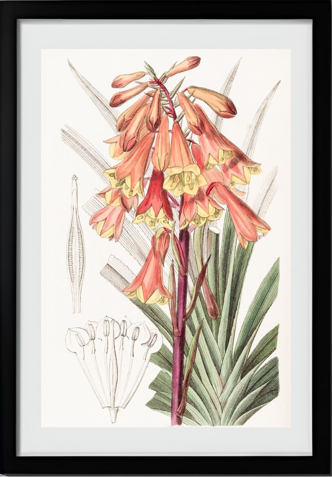 Rough-edged Blandfordia