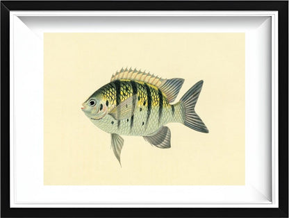 Chaetodon Tyrwhitti